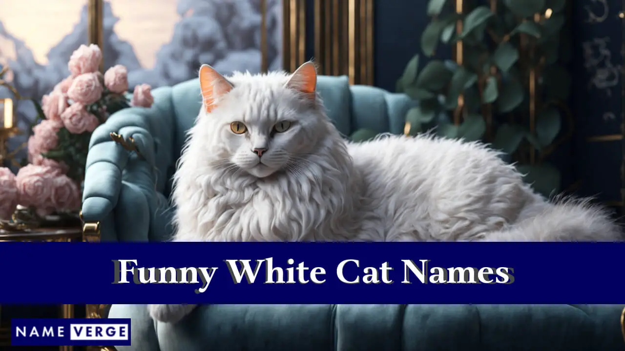 Nomi divertenti per gatti bianchi