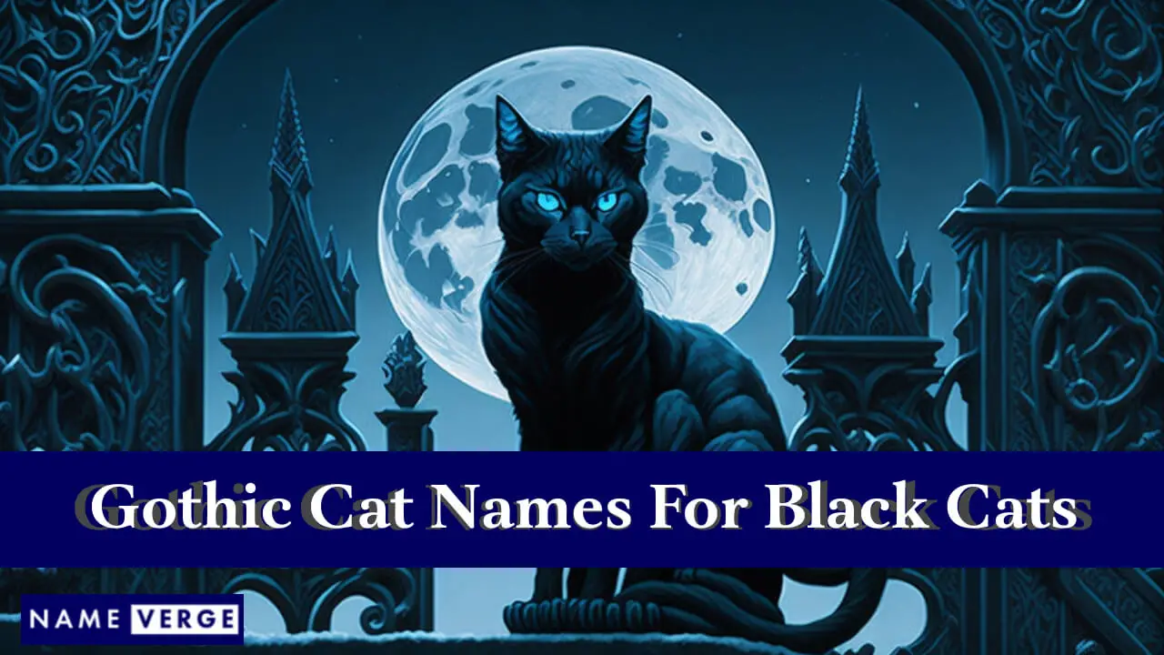 Nomi di gatti gotici per gatti neri