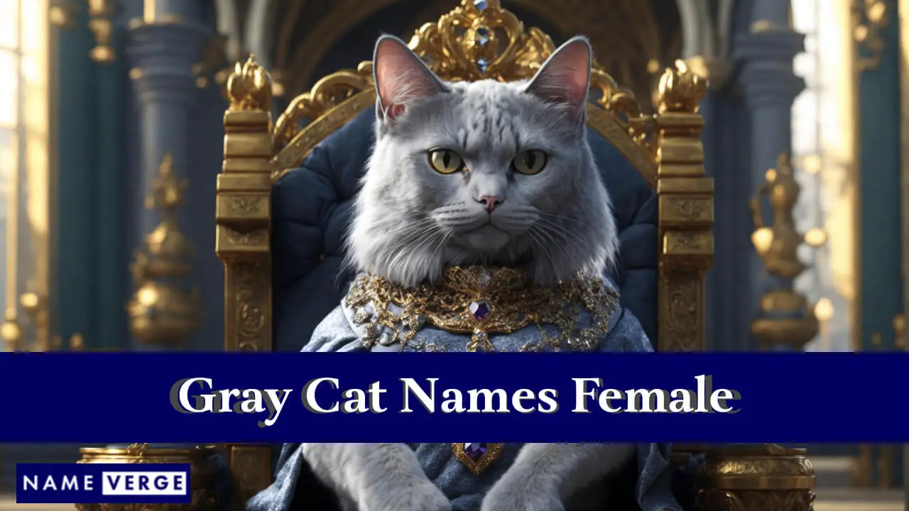 I gatti grigi danno nomi alle femmine
