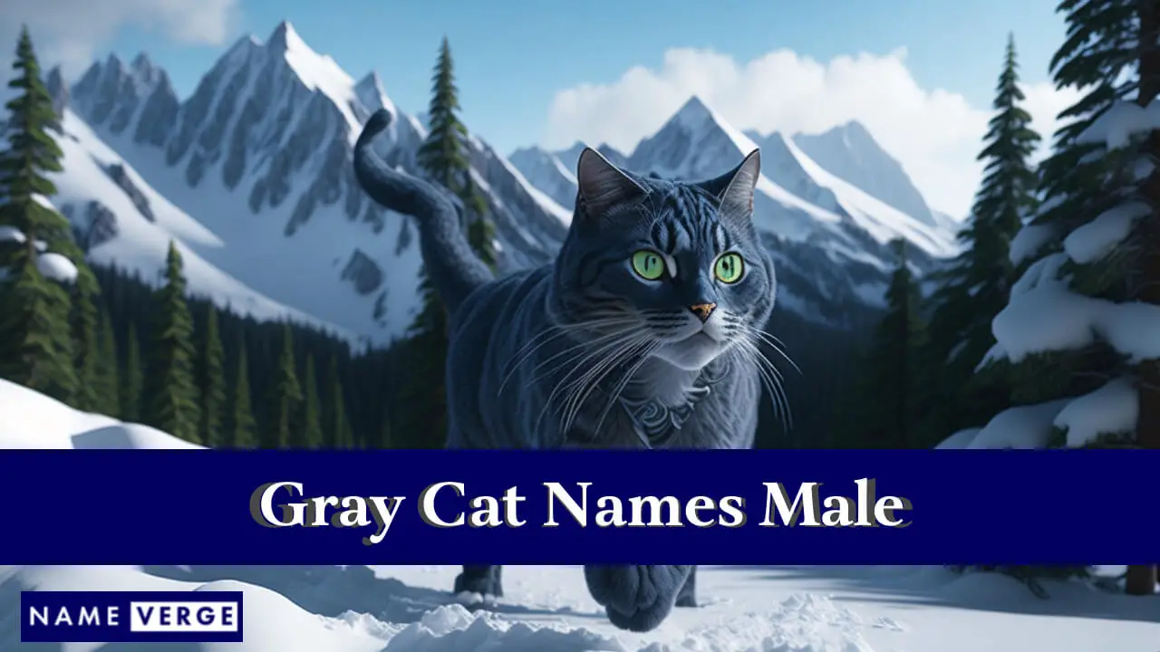 Nomi di gatti grigi maschi