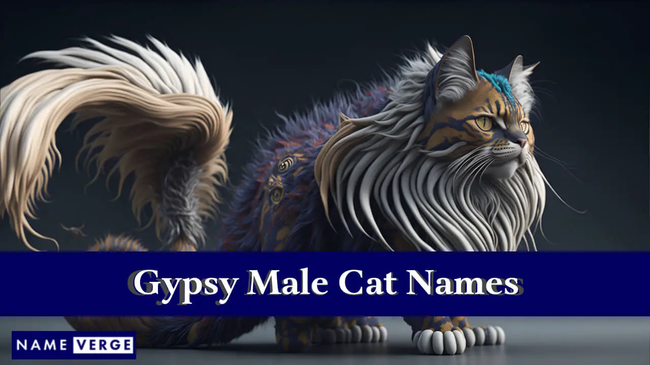 Nomi di gatti maschi zingari
