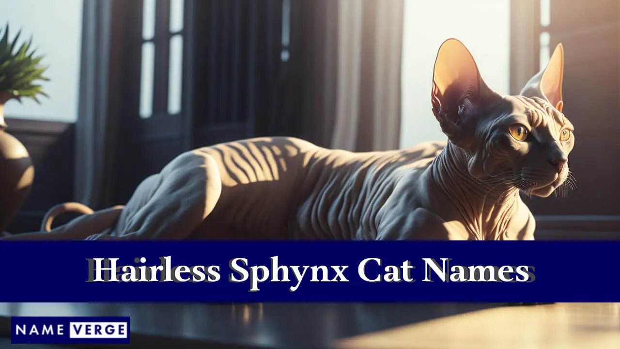 Nomi di gatti Sphynx senza peli