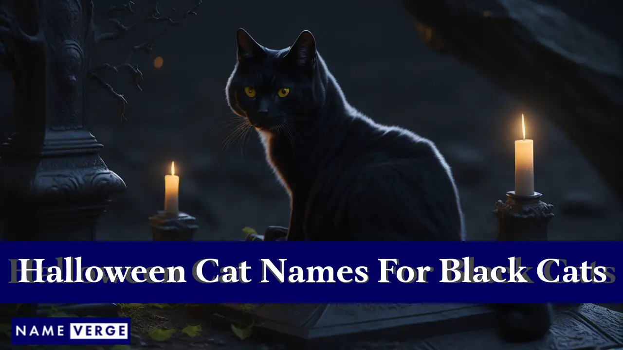 Nomi di gatti di Halloween per gatti neri