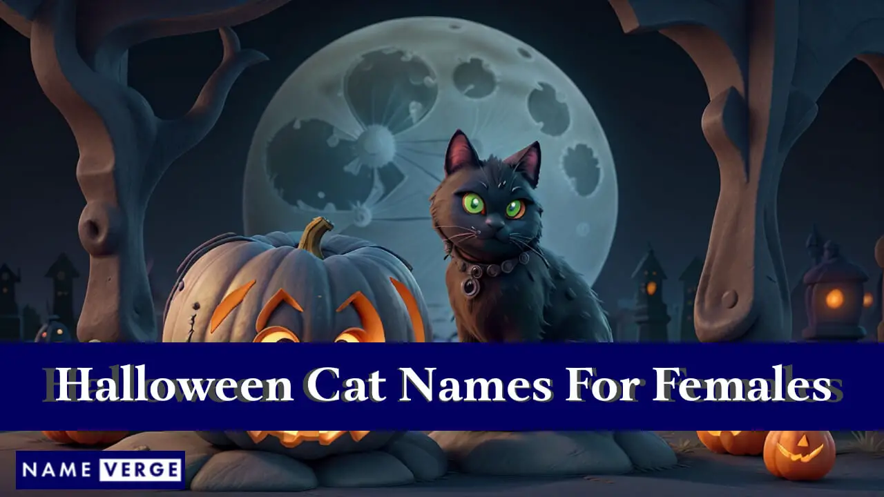 Nomi di gatti di Halloween per femmine