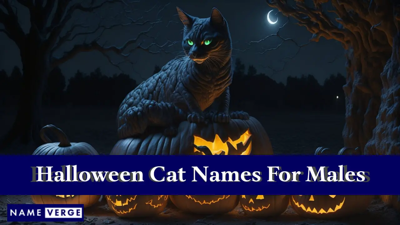 Nomi di gatti di Halloween per maschi