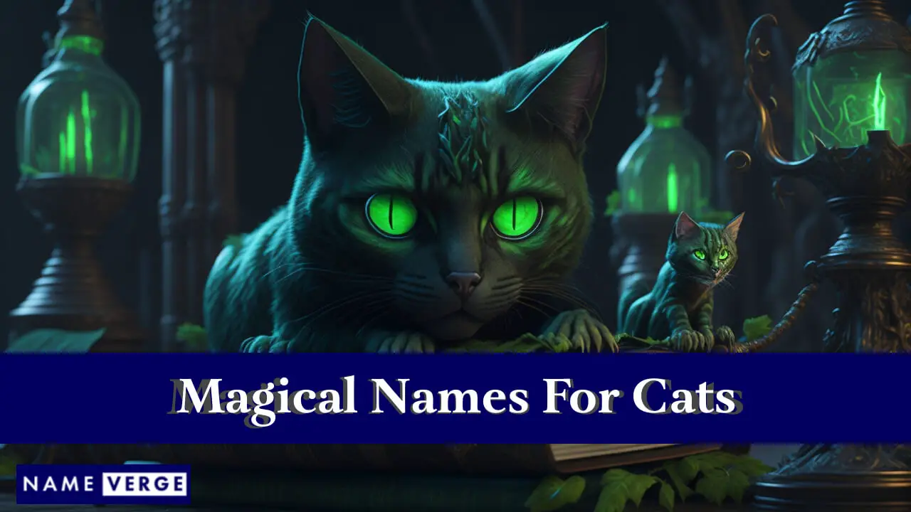 Nomi magici per gatti