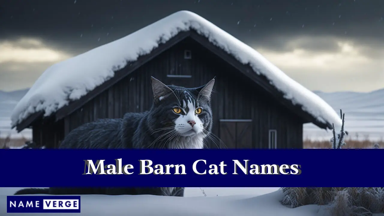 Nomi di gatti maschi da stalla