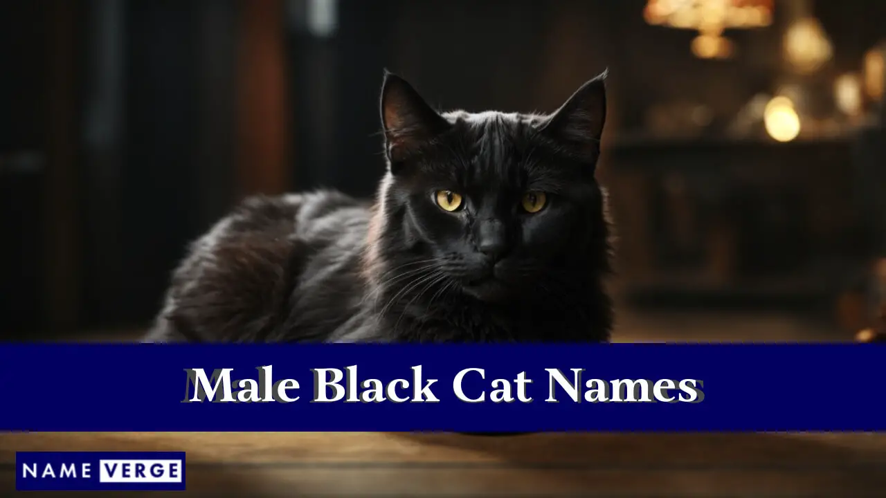 Nomi di gatti neri maschili