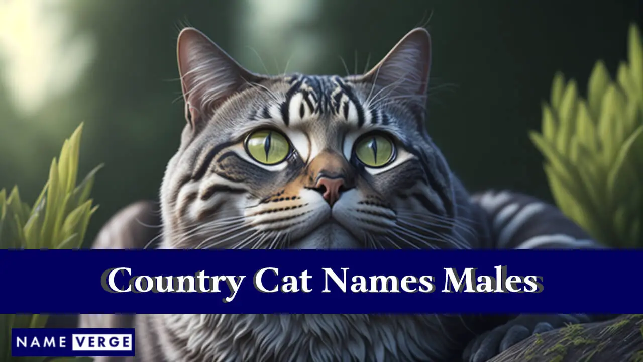 Nomi di gatti di campagna maschi