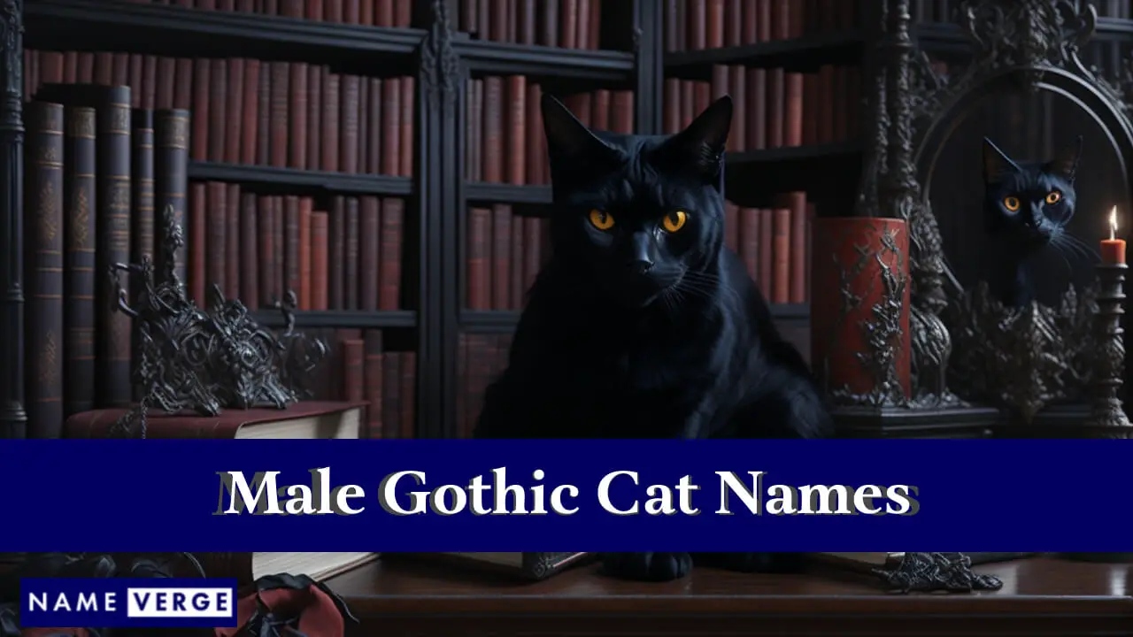 Nomi di gatti gotici maschili