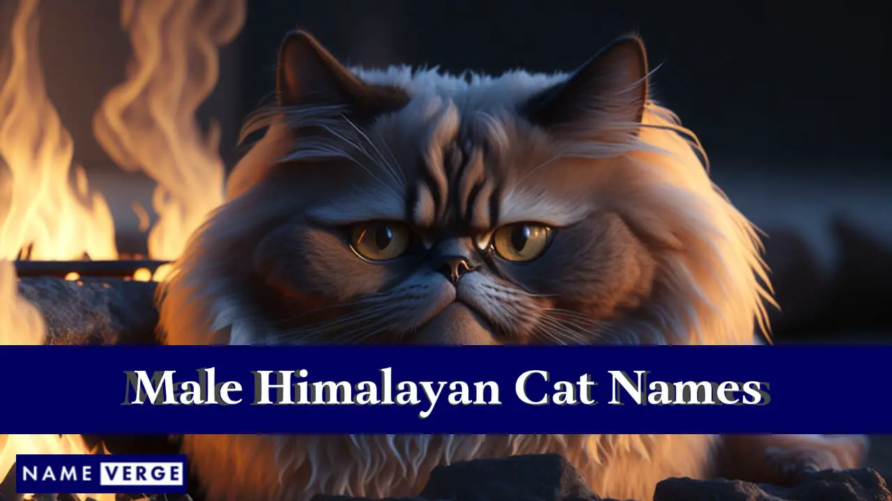 Nomi di gatti himalayani maschi