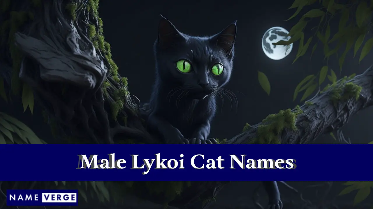 Nomi di gatto Lykoi maschi