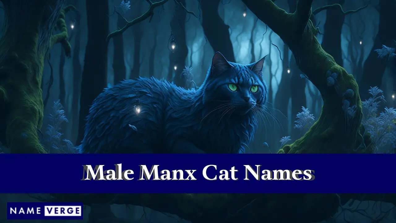 Nomi di gatti Manx maschi