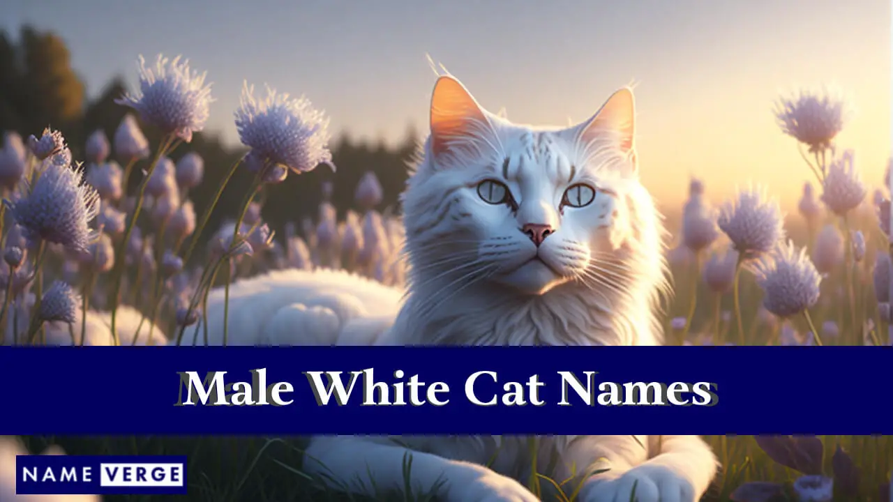 Nomi di gatti bianchi maschi