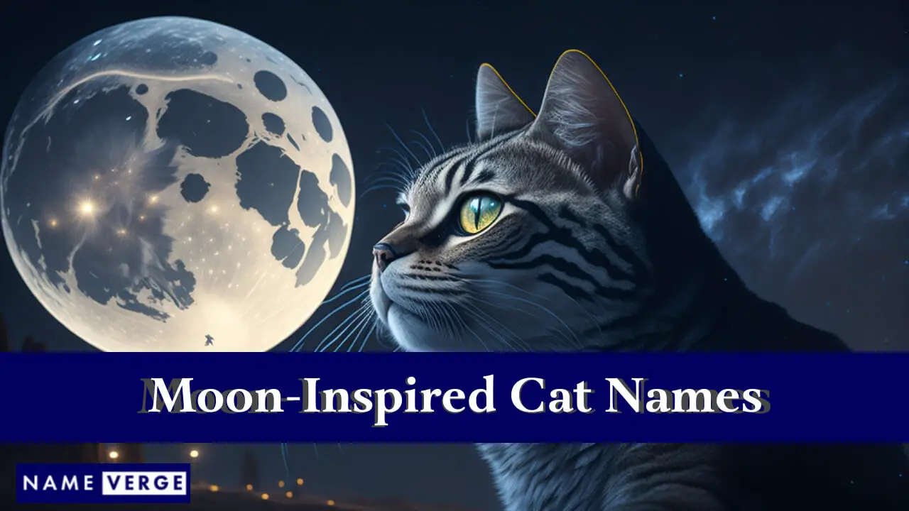 Nomi di gatti ispirati alla luna