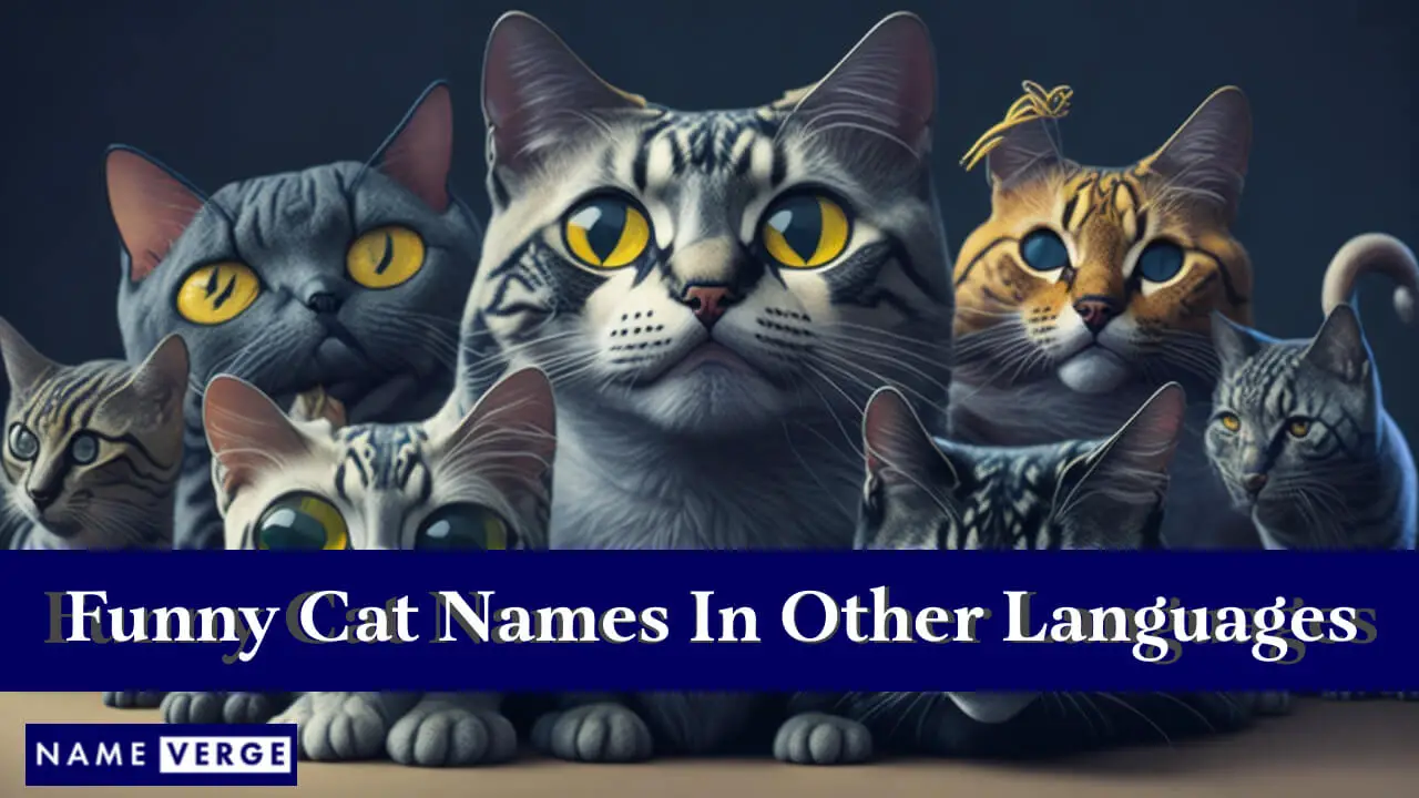 Nomi di gatti divertenti in altre lingue