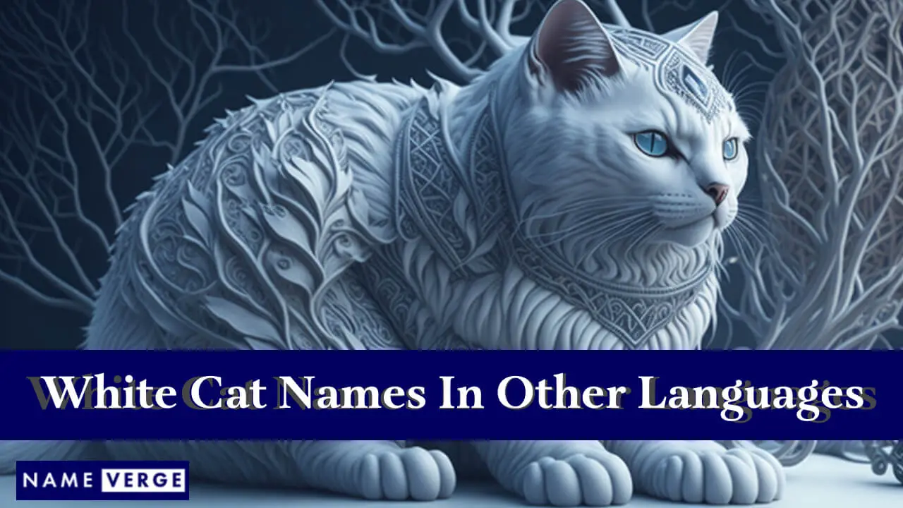 Nomi di gatti bianchi in altre lingue