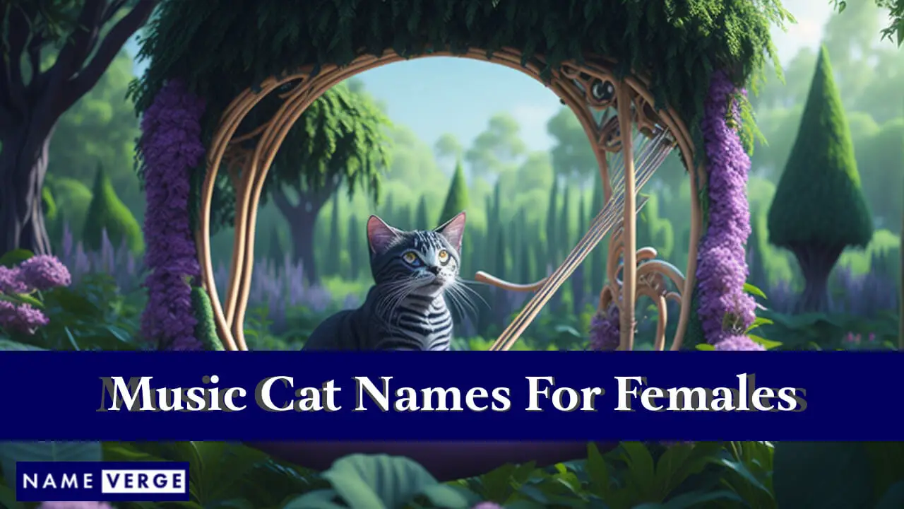 Nomi di gatti musicali per femmine