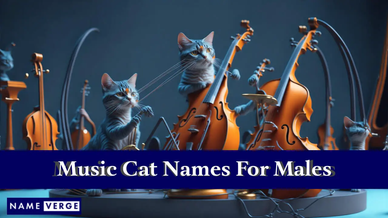 Nomi di gatti musicali per maschi
