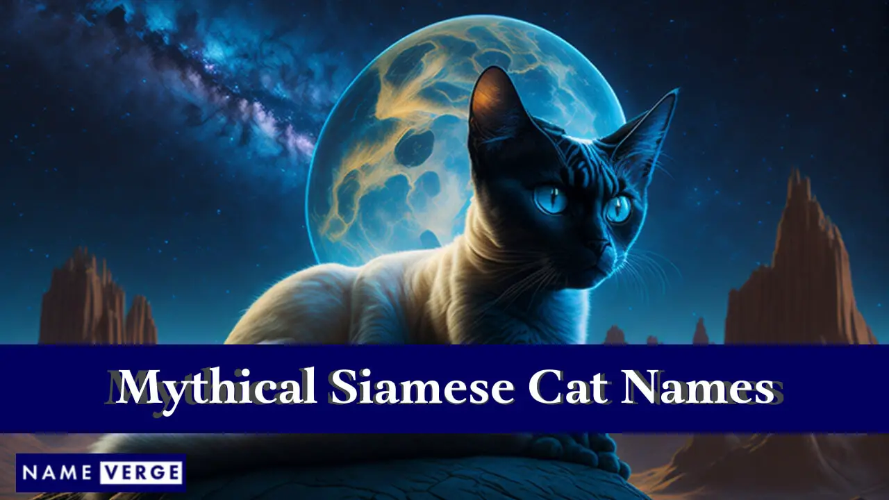 Nomi mitici di gatti siamesi