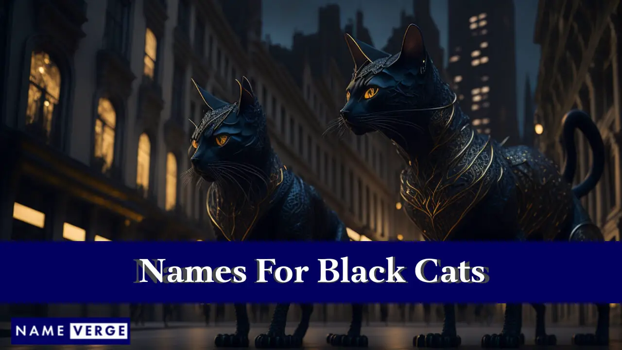 Nomi per gatti neri