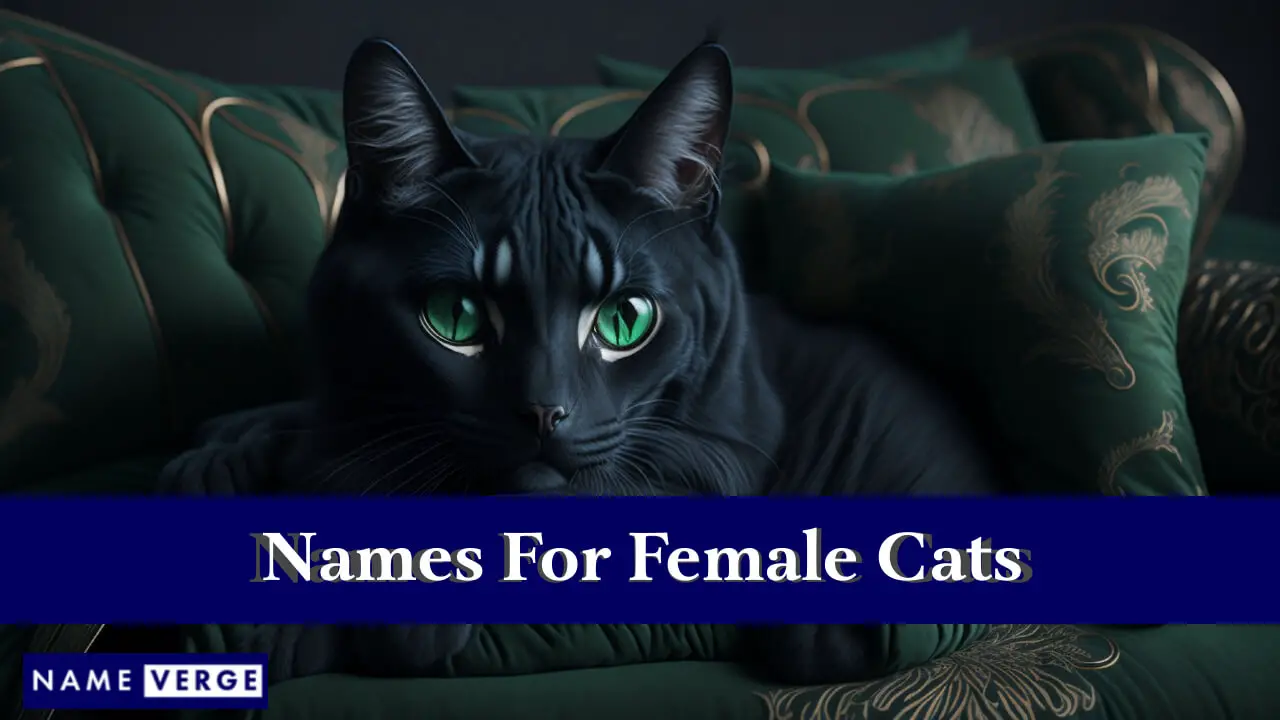 Nomi per gatti femmine