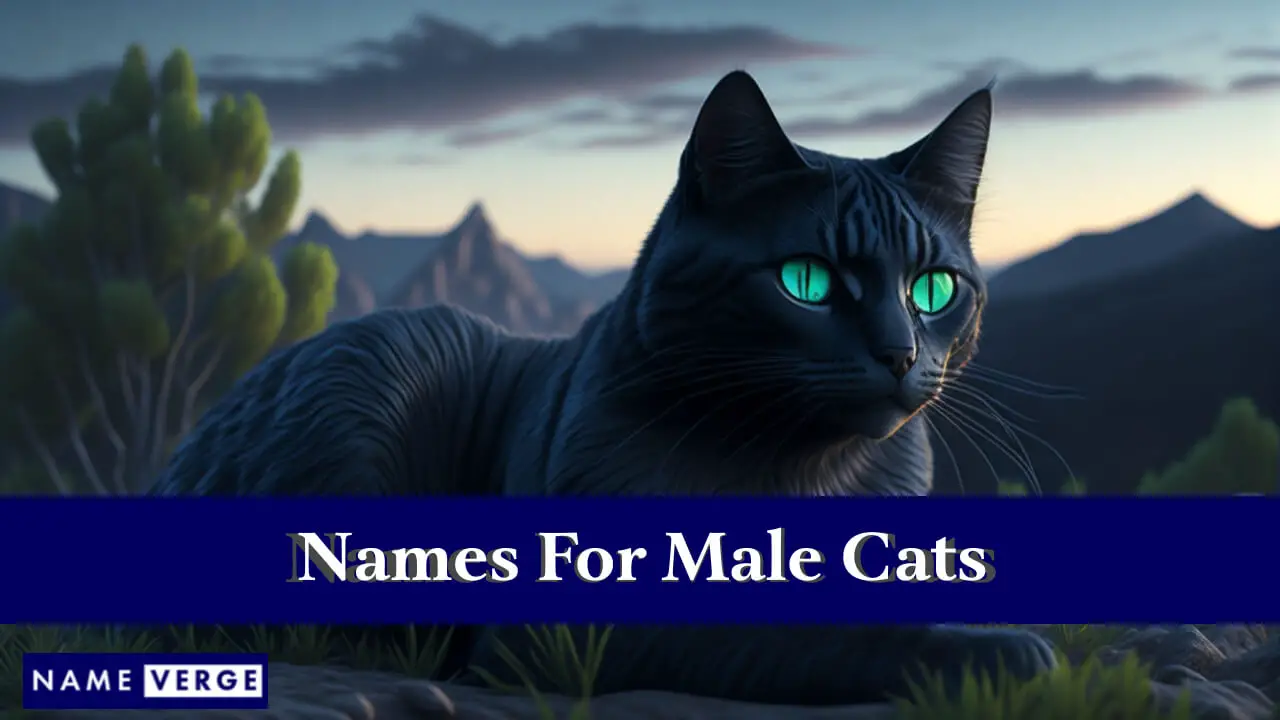 Nomi per gatti maschi