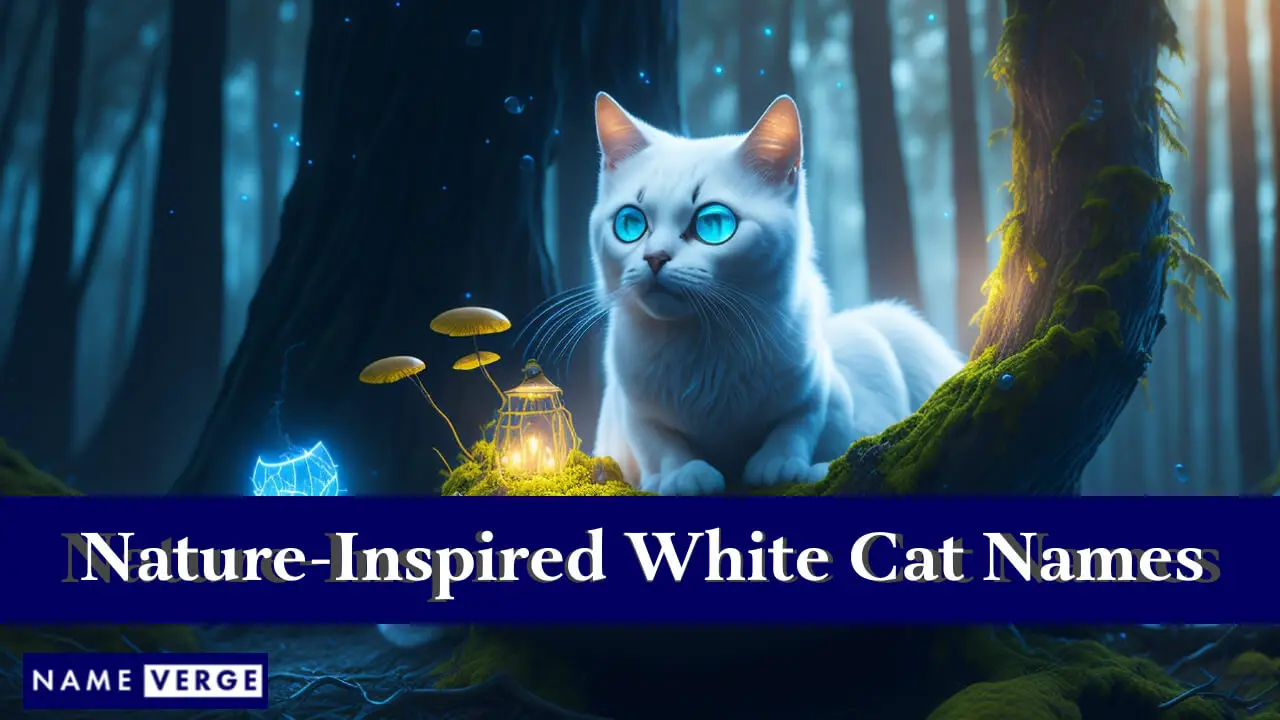 Nomi di gatti bianchi ispirati alla natura