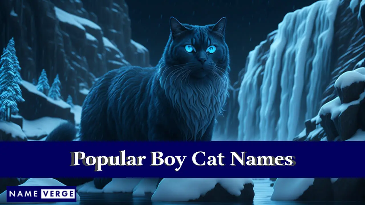 Nomi popolari per gatti maschi
