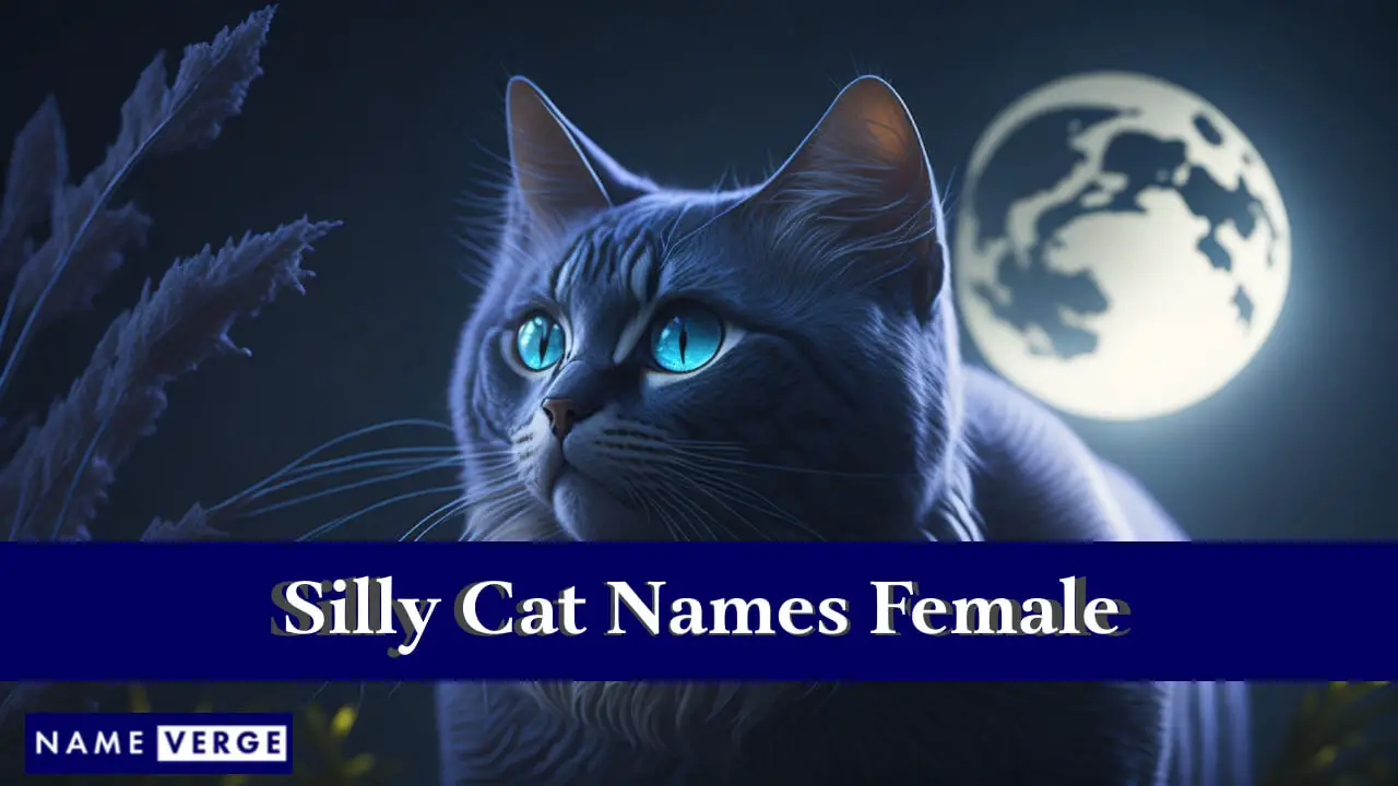 Nomi di gatti sciocchi femminili