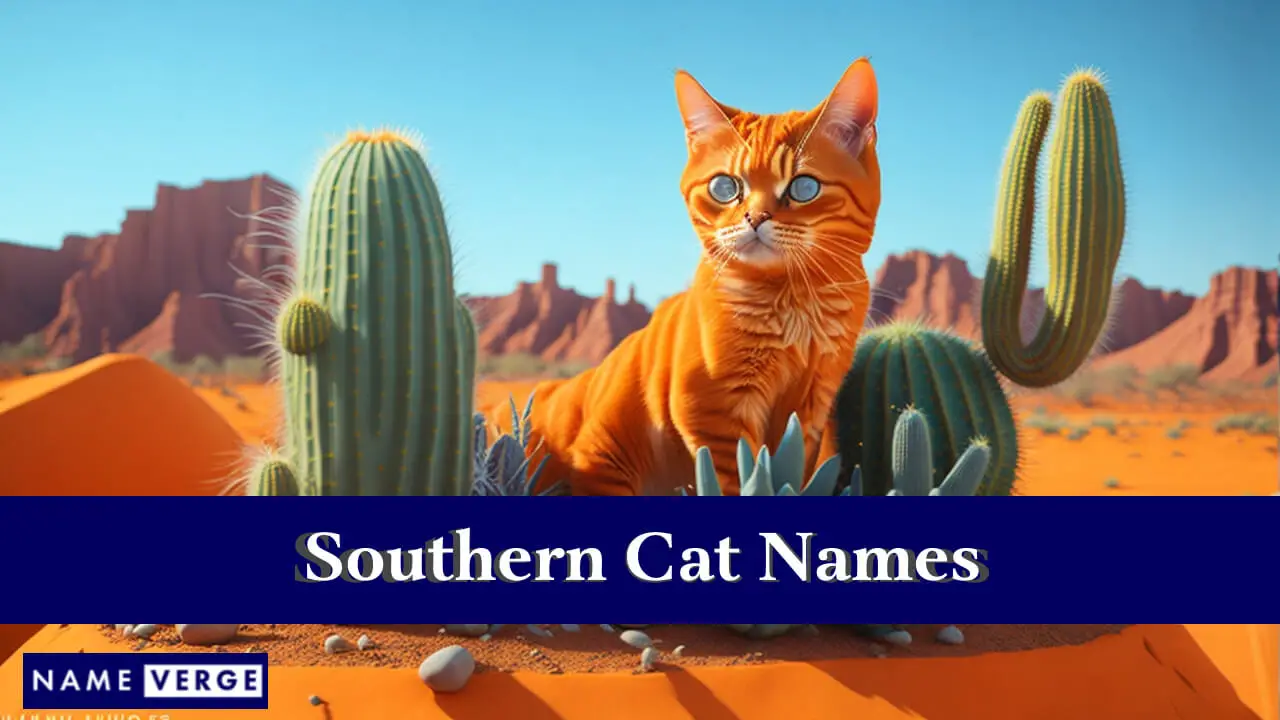 Nomi di gatti del sud