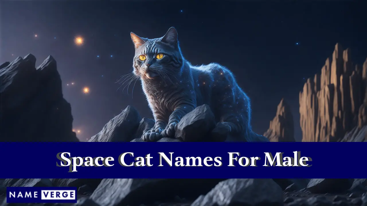 Nomi di gatti spaziali per maschi