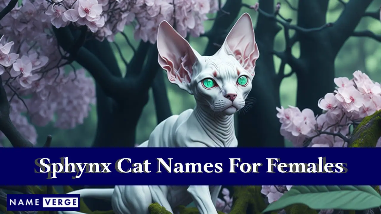 Nomi di gatti Sphynx per femmine