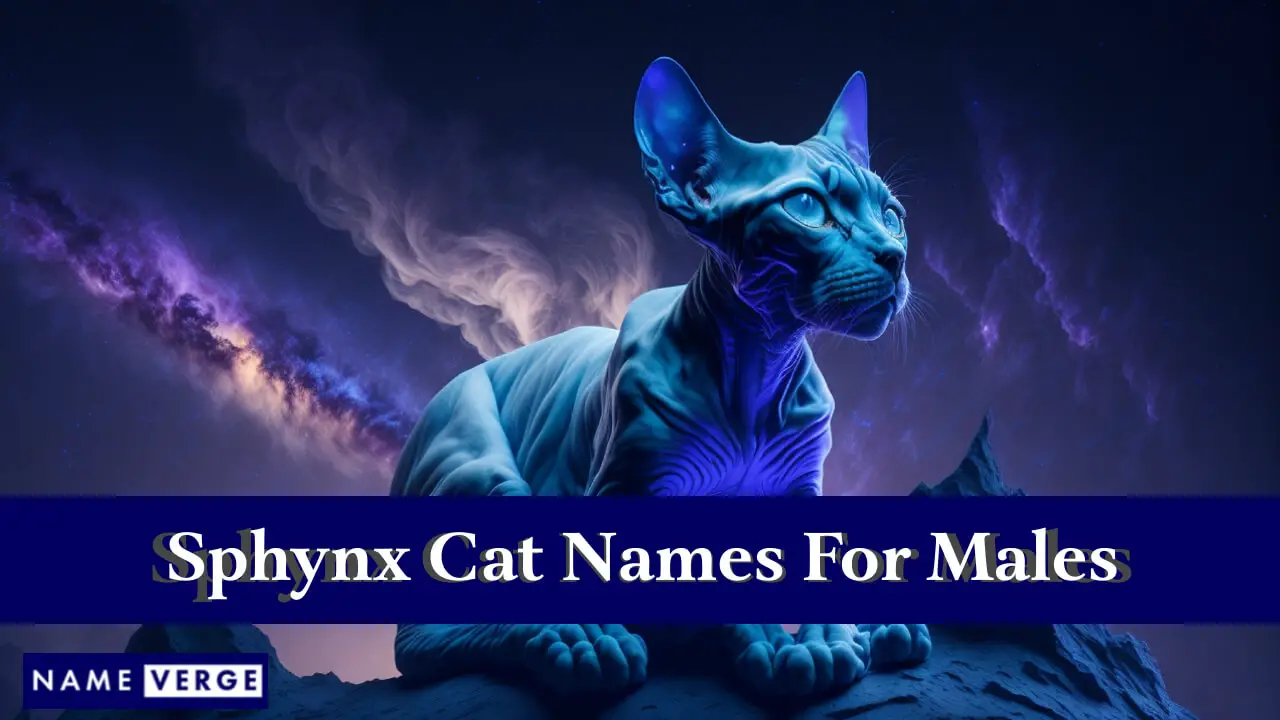 Nomi di gatti Sphynx per maschi
