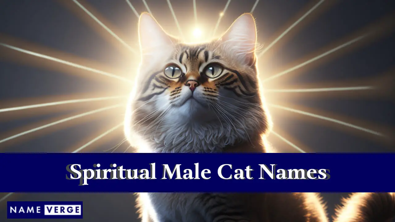 Nomi spirituali di gatti maschi