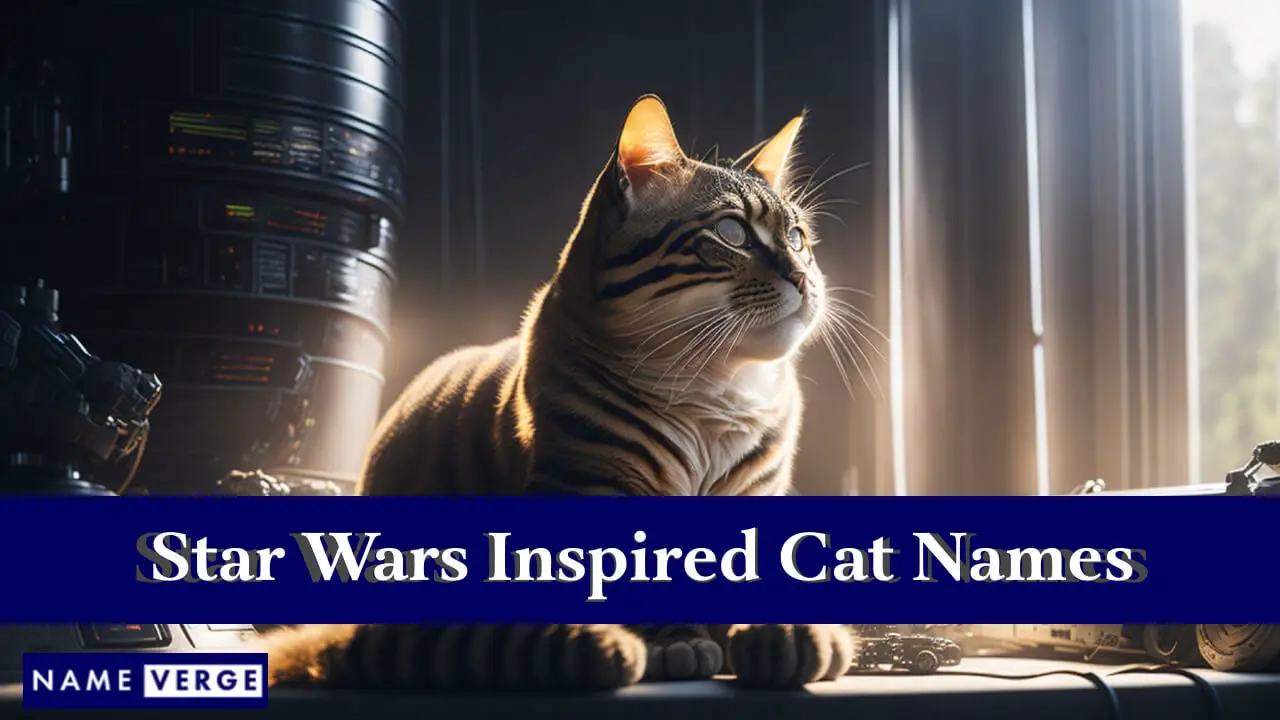 Nomi di gatti ispirati a Star Wars