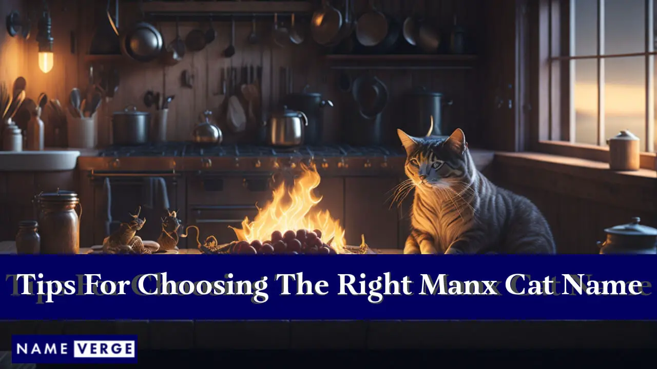 Suggerimenti per scegliere il nome giusto per il gatto Manx