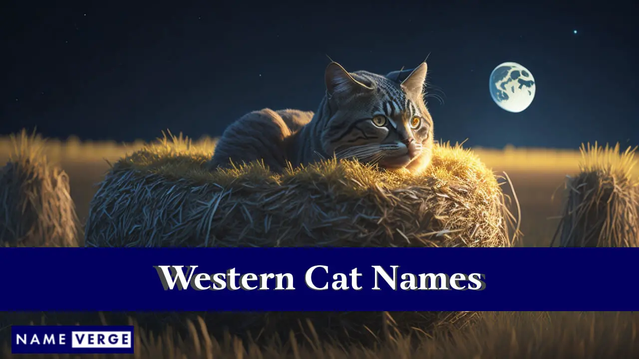 Nomi di gatti occidentali