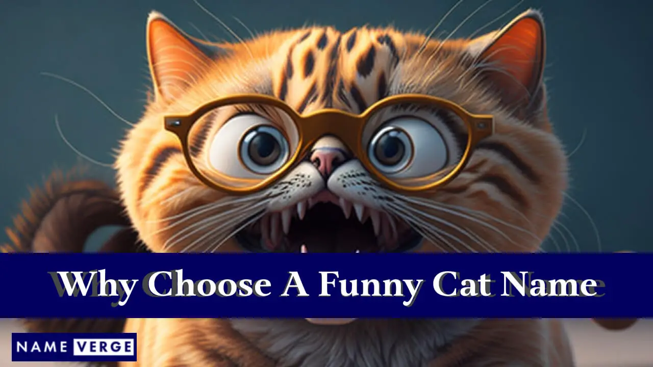 Perché scegliere un nome di gatto divertente