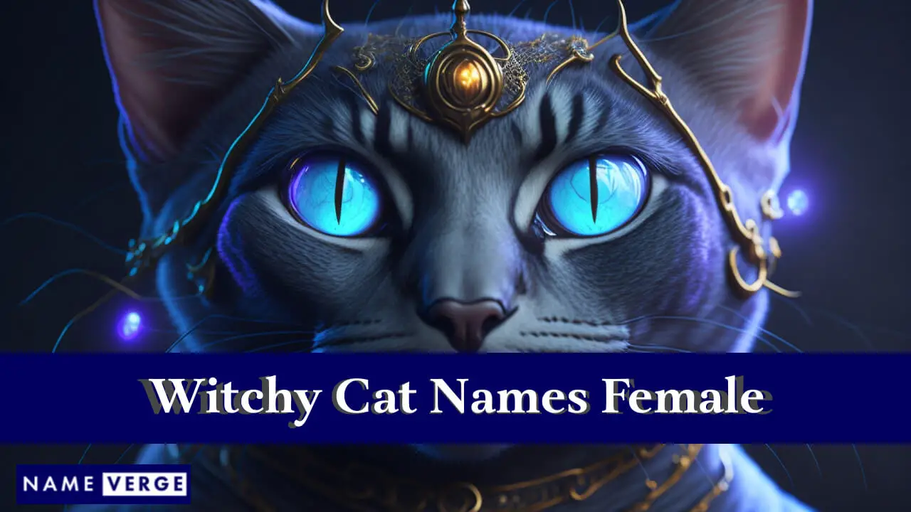 Nomi di gatto strega femmina