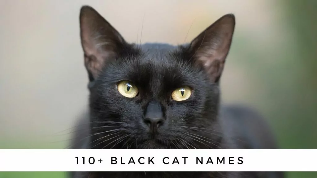 110 black cat names