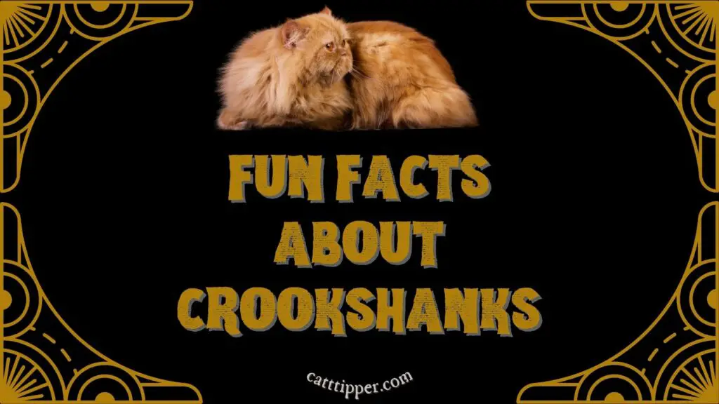 1708077562 twitter fun facts about crookshanks