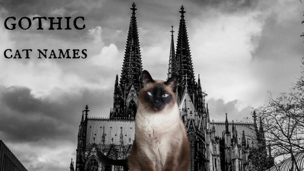 1708078380 gothic cat names