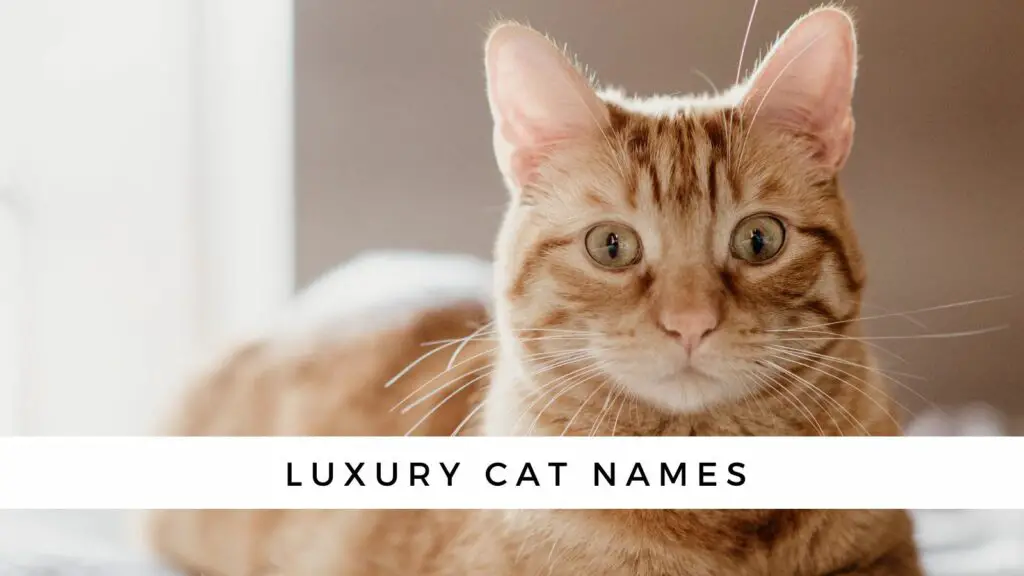 1708092941 cat names luxury