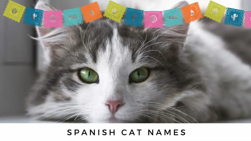 1708107435 cat names spanish