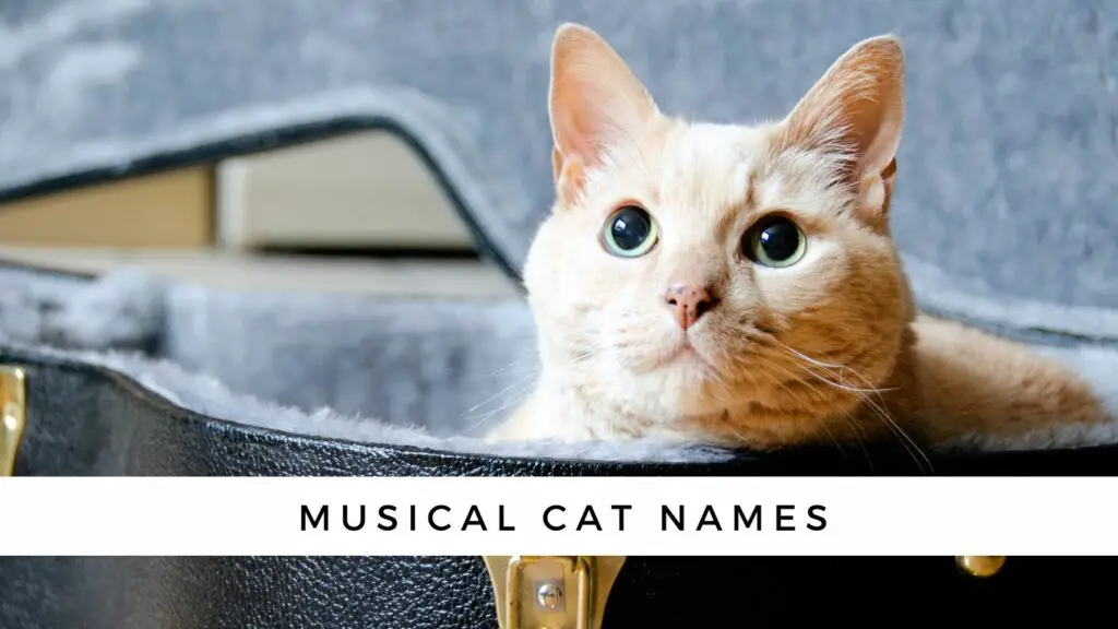 1708121895 musical names for cats