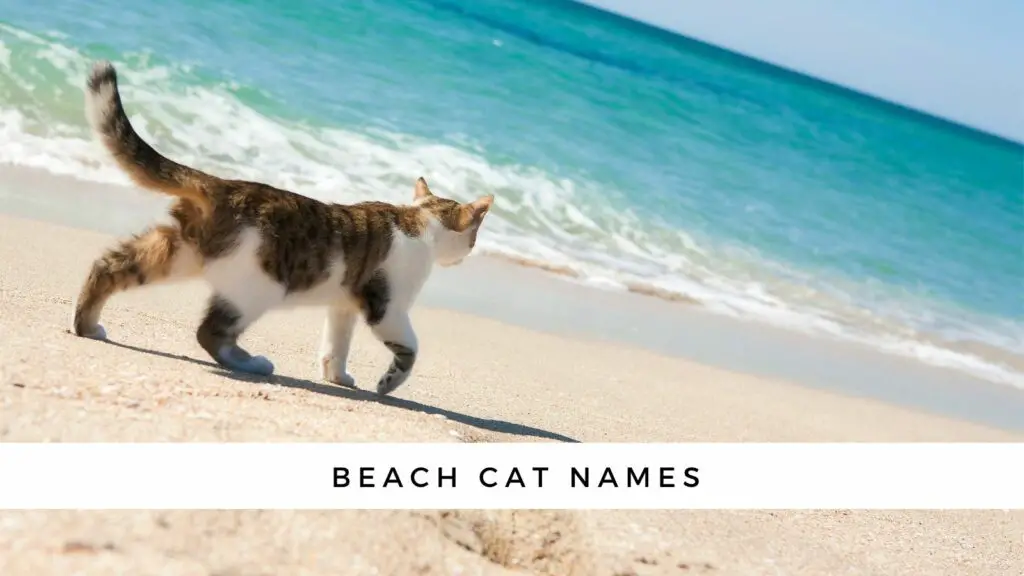 cat names beach
