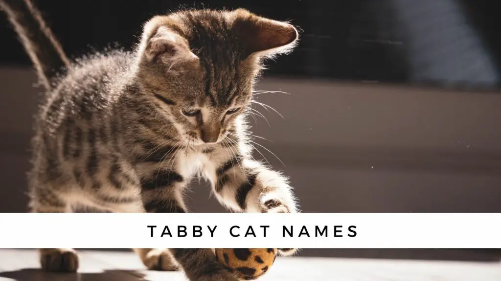 tabby cat names