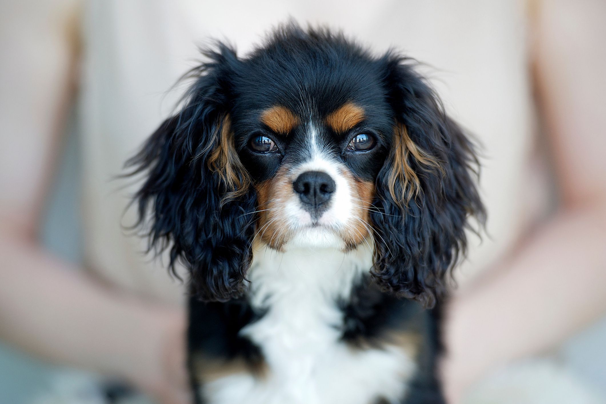Cavalier King Charles Spaniel;  nomi di cani fantasiosi