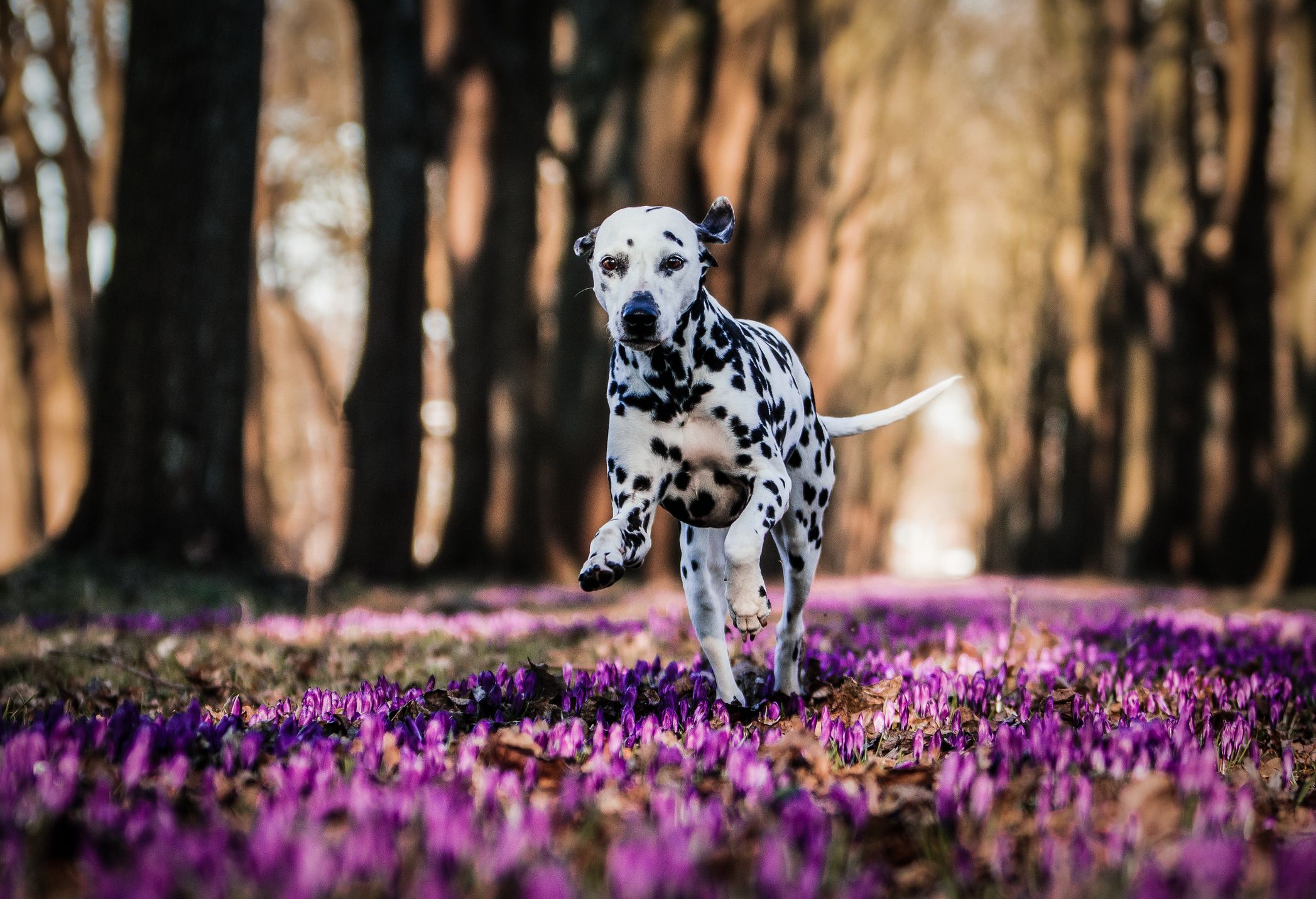 Cane dalmata che corre su fiori viola